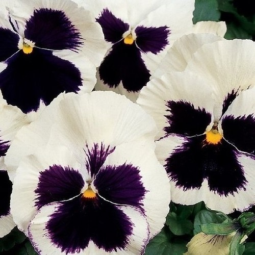 Pansy seeds silverbride - pansy,